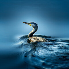 Cormorant swimming in calm blue water at sunrise