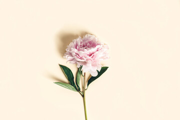 Flat-lay of Beautiful peony flower over yellow background