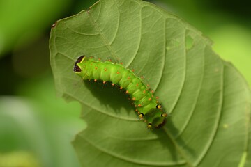 A close-up green worm crawls under the green branches of the herbaceous tree.