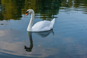 Obraz premium Cygne