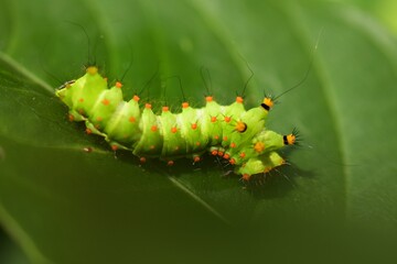 A close-up green worm crawls under the green branches of the herbaceous tree.