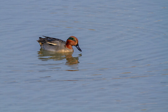 Teal Duck Marsh Bird Italy Europe