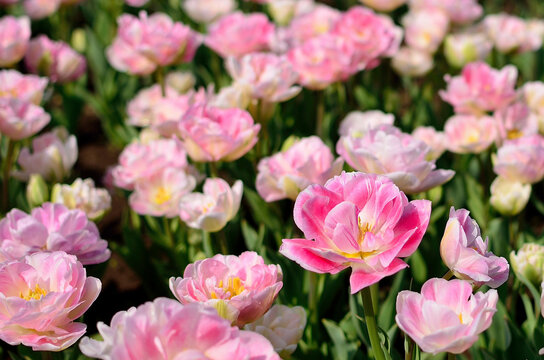 アンジェリケ」の写真素材 | 109件の無料イラスト画像 | Adobe Stock