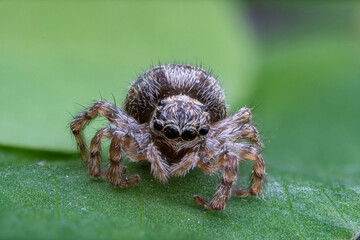 Fotografía macro de una araña sobre una hoja verde.