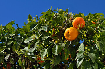 Orange tree in front of blue sky 