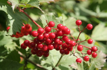 Viburnum berries on a branch close up in the garden in summer