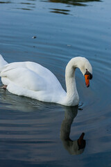 Fototapeta premium Cygne