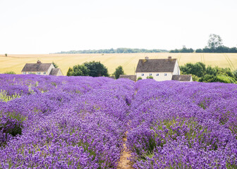 Plakat Rows of Cotswolds lavender at Snowshill Lavender Farm