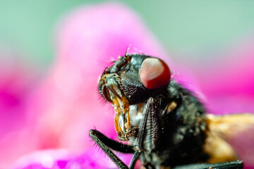 Fotografía macro de una avispa sobre una flor. Close up.