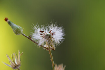 Fotografía macro de diente de león.