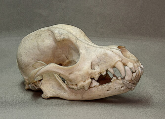 Skull of a small dog. Animal bones for anatomy.