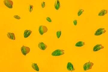 Fresh peppermint leafs