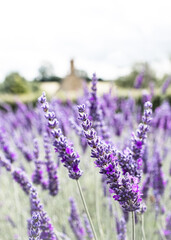 Fototapeta na wymiar Cotswolds lavender blooms at Snowshill Lavender Farm at Snowshill.