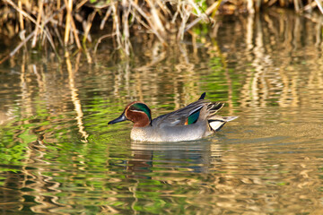 teal duck marsh bird italy europe
