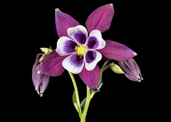 Purple flower of aquilegia, blossom of catchment closeup, isolated on black background