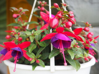 Flower in a pot. Balcony pink flowers.  Fuchsia Bella Vera