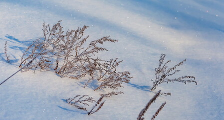 Dry blades of grass on a background of sparkling snow close up in a field in winter