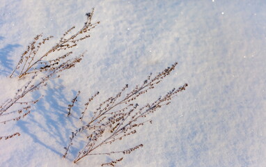 Dry blades of grass in the frost on the background of sparkling snow close up in a field in winter