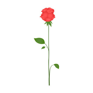 Single rose on white background. Cartoon. Vector.