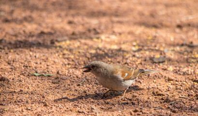 A southern grey-headed sparrow eating seeds on the ground