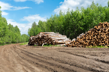 Deforestation. Sawn logs lie in the forest on a cut down road