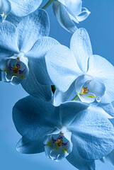 blue orchid flowers in the detail