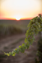 Green vine at sunrise
