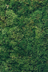 Fototapeta na wymiar Natural green moss background. Top view. Copy space. Biophilic design. Organic, wild nature concept.