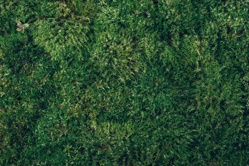 Natural green moss background. Top view. Copy space. Biophilic design. Organic, wild nature concept.