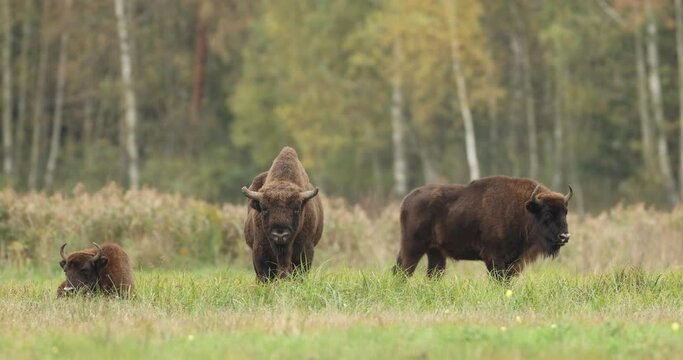 European bison herd