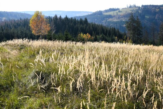 Herbstliche Landschaft mit sch&ouml;nen Gr&auml;sern und einer Birke am Pfarrberg bei Markt G&ouml;litz im Th&uuml;ringer Schiefergebirge