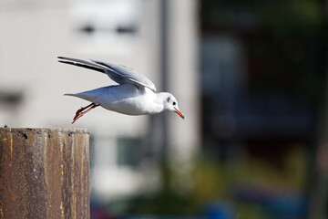 on to new shores - a seagull takes off from a wooden pole in the harbor
