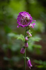 flower in the forest