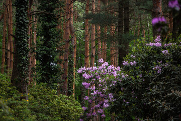 flowers in the woods