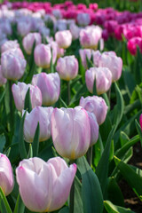 Light pink tulips are blooming in the sunlight. Beautiful park with tulips in the Netherands