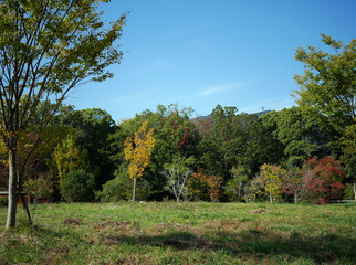 Autumn trees and blue sky at park