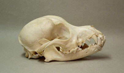 Skull of a small dog. Animal bones for anatomy.