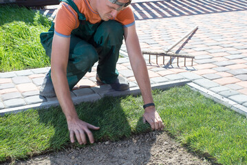 Natural Grass Turf Professional Installer. Gardener Installing Natural Grass Turfs Creating Beautiful Lawn Field.