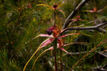 Lateral view of Caladenia orchid flowers endemic to Australia with natural background