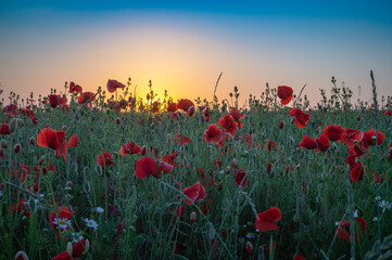 Plakat Red corn poppies in field at sunset