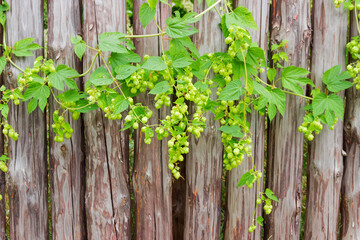 Background of hops branches with cones against the palisade