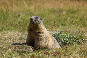 Naklejka na ściany i meble an alpine marmot sitting on the ground and enjoyying the sun