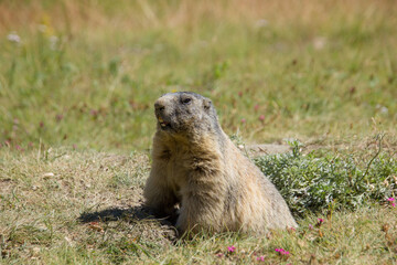Naklejka na ściany i meble Alpine marmot in the swiss mountains next to its lair