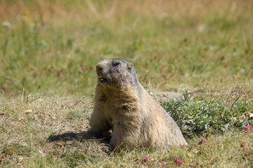 Naklejka na ściany i meble marmot in the swiss mountains on a sunny day