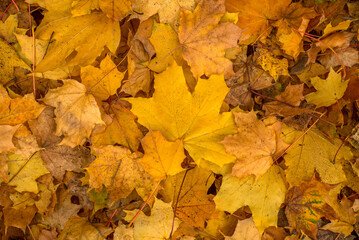 Naklejka na ściany i meble yellow leaves close up. autumn season.
