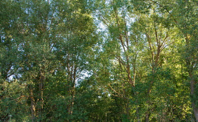 summer  fresh breeze with sun light