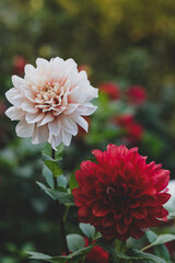 Floral vertical dark background with white and burgundy dahlias