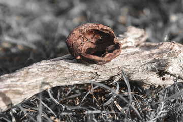 a walnut shell on a branch