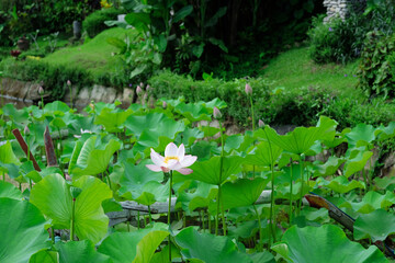 Blooming Lotus surrounded by leaves on a green background