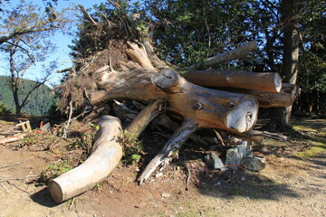 根こそぎ倒れた大木